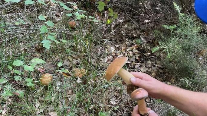 VALİLİK UYARDI: KENDİLİĞİNDEN YETİŞEN MANTARLAR ZEHİRLİ OLABİLİR