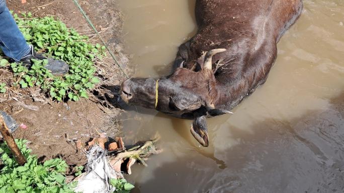 ÖLÜ ÖKÜZÜ SARIHACILIDAKİ ATIK SU TESİSİ DERESİNE ATIP KAÇTILAR