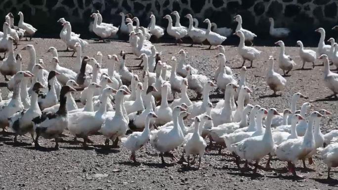 YERKÖY BEYAZITOĞLU ÇİFTLİĞİ ÜNİVERSİTE ELİYLE YENİDEN DOĞUYOR