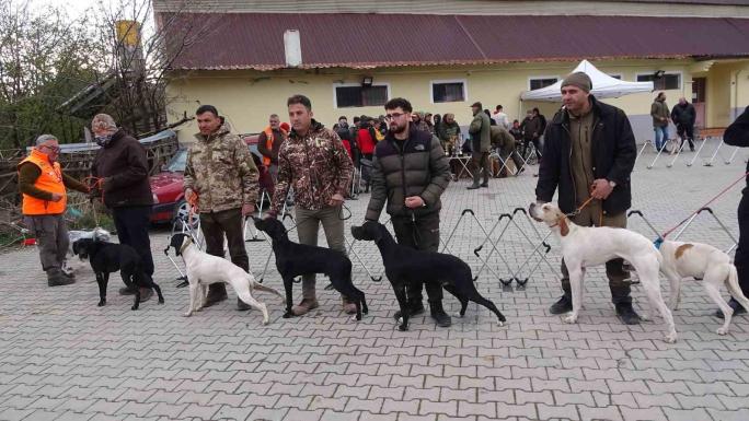 TÜRKİYE'NİN EN CİNS KÖPEKLERİ SORGUN'DA YARIŞTI