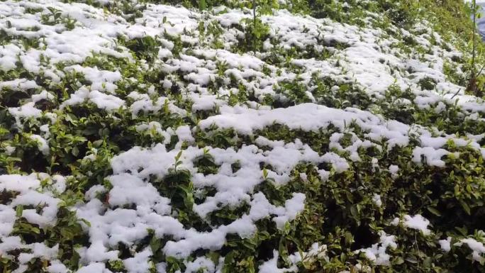 ZİRAİ DON ÇAYI DA VURDU