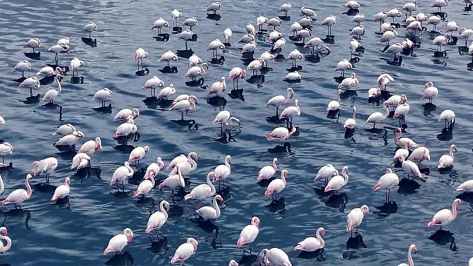 NİĞDE’DE FLAMİNGOLARIN GÖRSEL ŞÖLENİ HAVADAN GÖRÜNTÜLENDİ 