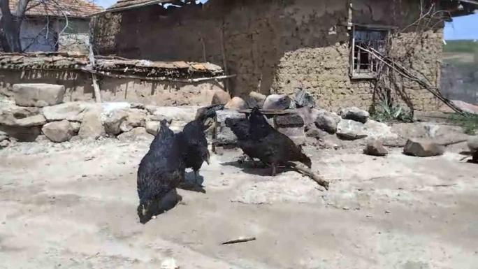 TİLKİ, KENDİSİNİ BESLEYEN KÖYLÜNÜN TAVUKLARINI YEDİ