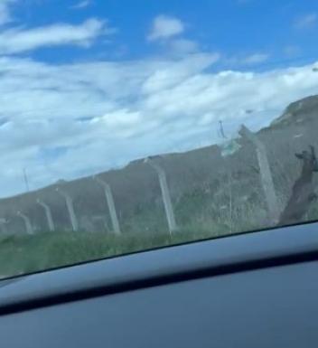 TEL ÖRGÜLER ARASINDA MAHSUR KALAN KARACA YOLUNU ŞAŞIRDI