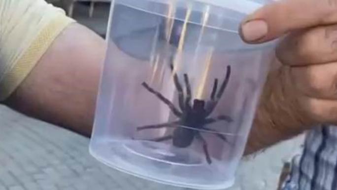 ELAZIĞ’DA DEV ETÇİL ÖRÜMCEK PANİĞİ 