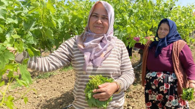 YAPRAĞI MEYVESİNDEN DAHA ÇOK KAZANDIRIYOR 