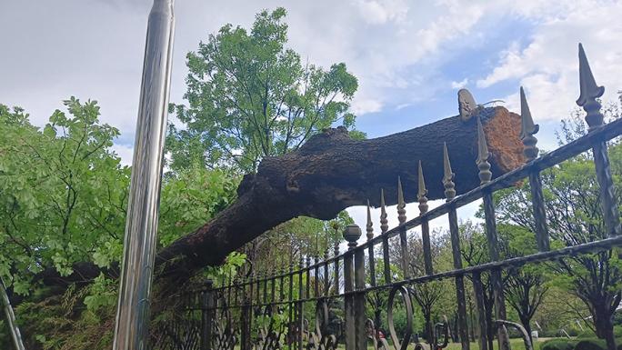 ANKARA’DA FIRTINA AĞAÇLARI DEVİRDİ