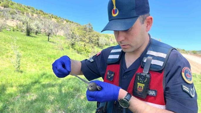 YOZGAT’TA YARALI BULUNAN EBABİL KUŞU EMİN ELLERDE 