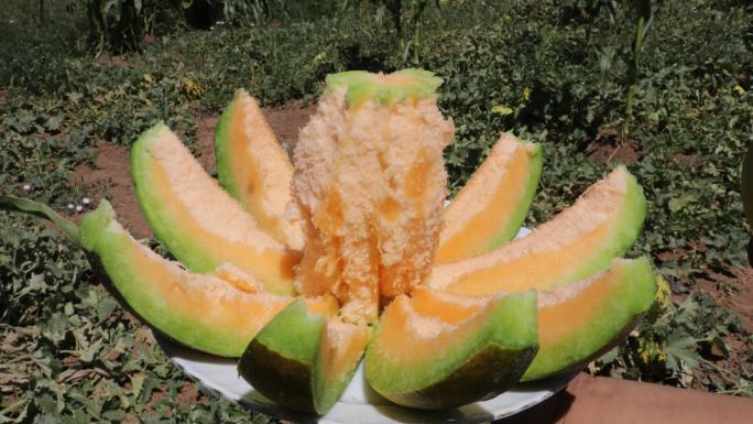 YOZGAT’IN ‘YER MUZU” BAĞRI BÜTÜN KAVUNUNUN HASADINA BAŞLANDI