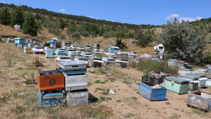 ÇAMLIKTA OLUŞTURULAN BAL ORMANINA 13 BİN FİDAN TAKVİYESİ