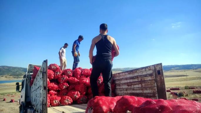 ÇEKEREKLİ SOĞAN ÜRETİCİLERİNDEN İMECE USULÜ HASAD ÇALIŞMASI