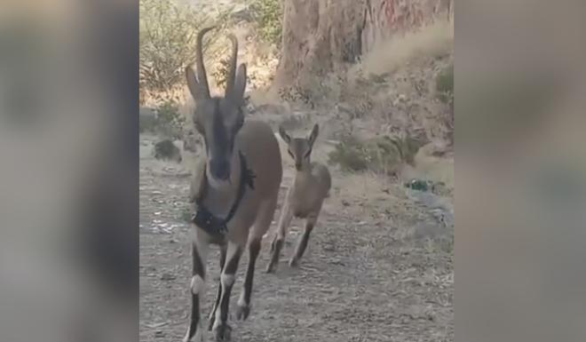 KAZANKAYA KANYONUNUN YABAN KEÇİLERİ YAVRULAMAYA BAŞLADI