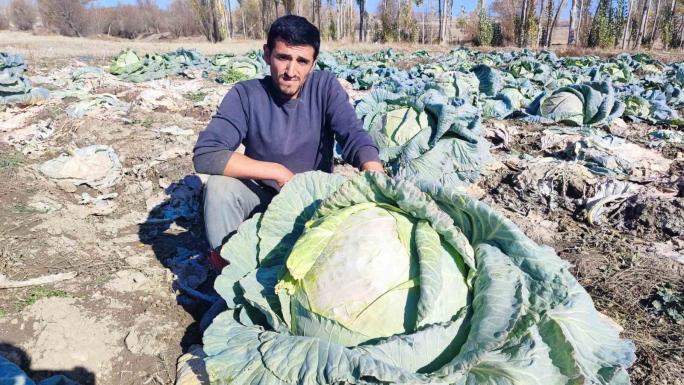 HEM ÇİFTÇİ , HEM BESİCİ VE DE  30 YILDIR LAHANA ÜRETİYOR