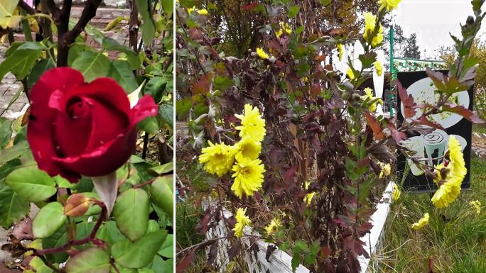 ŞEFAATLİ İLÇESİNDE YALANCI BAHAR! BAHÇELERDE ÇİÇEKLER AÇTI