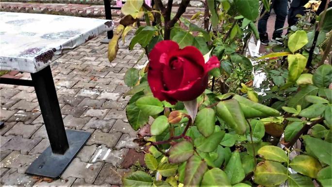 YOZGAT’TA YALANCI BAHAR: ARALIK AYINDA GÜLLER VE DİĞER ÇİÇEKLER AÇTI