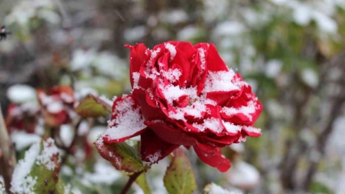 YOZGAT’TA ÇİÇEKLER KAR ALTINDA KALDI