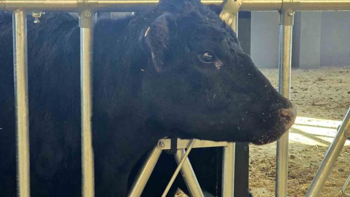 KIRSALDA BEREKET HAYVANCILIĞA DESTEK PROJESİ, 2028 YILINA KADAR SÜRECEK 