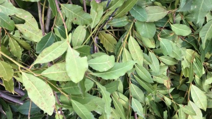 KİLOGRAMI 25 LİRADAN SATILAN DEFNE YAPRAĞI BİR KÖYÜN GEÇİM KAYNAĞI OLDU 