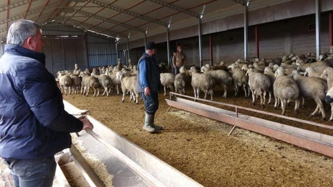 BABASIYLA TARTIŞTI, VADELİ KOYUN ALARAK KENDİ SÜRÜSÜNE SAHİP OLDU 