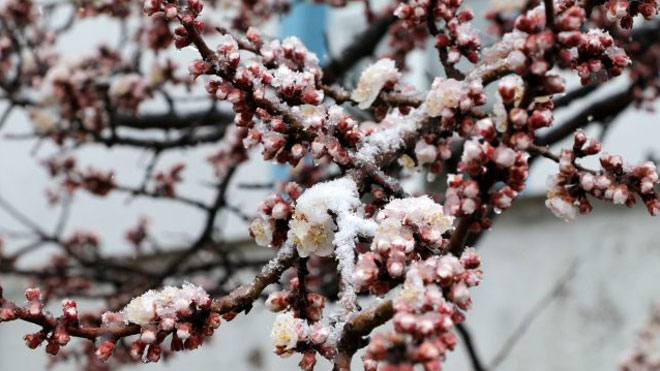 YOZGAT’TA “NİSAN KAR’I” SÜRPRİZİ ÇİÇEKLER  ZARAR GÖRDÜ