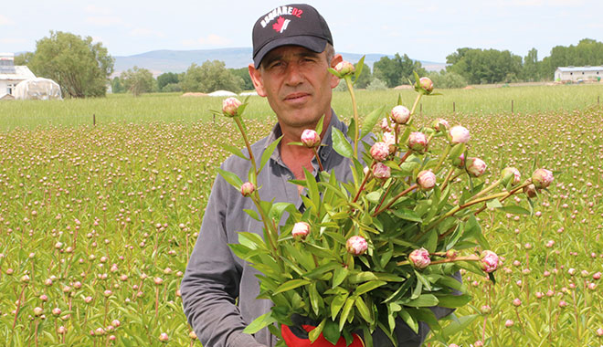 SARIKAYADAN YURT DIŞINA ‘ŞAKAYIK’ ÇİÇEĞİ İHRAÇ EDİLİYOR