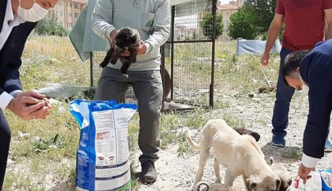 BOĞAZLIYANDAKİ KÖPEKLERE BAŞKAN COŞAR'DAN ŞEFKATLİ YAKLAŞIM