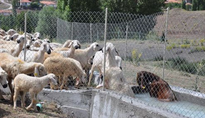 SORGUN’DA KENEYE KARŞI KOYUNLARA İLAÇLI SU BANYOSU