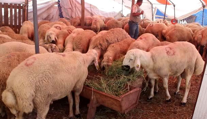 YOZGATIN KUYRUKLU KOÇLARI,TEKİRDAĞI KURBAN PAZARINDA