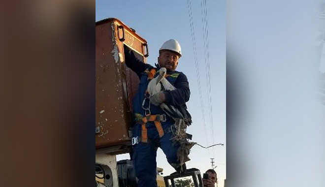 YOZGAT’TA ENERJİ TİMLERİNDEN LEYLEK KURTARMA OPERASYONU