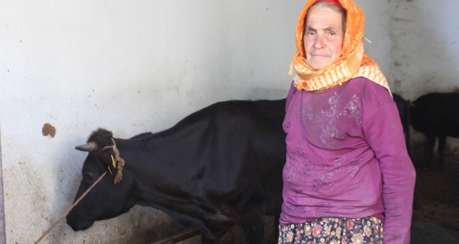Sabiha Teyze inekleri ile mutlu bir bayram geçiriyor
