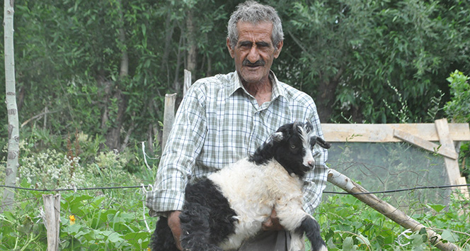 Bataklığa saplanan ineğinin başında sabahlayan Mehmet Amca bu bayram çok mutlu