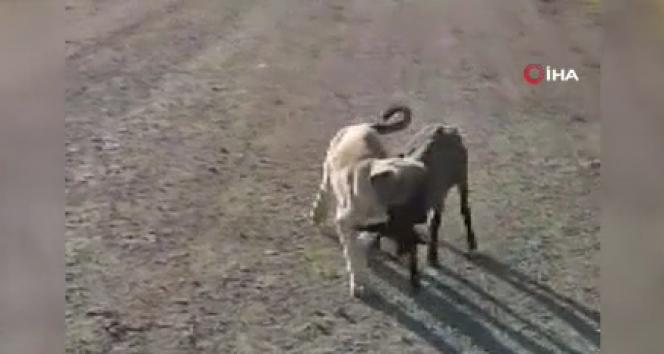Yavru köpek sürüden ayrılan kuzuyu böyle getirdi