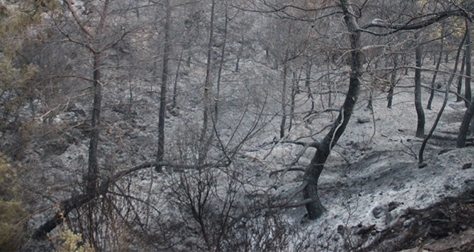 İzmir'deki orman yangınının şiddeti gün ağarınca ortaya çıktı