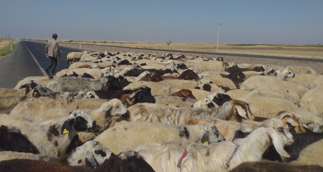 50 derece sıcaklıkta çalışan çobanların zorlu mücadelesi