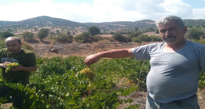 BAĞ BOZUMUYLA BİRLİKTE PEKMEZ KAZANLARI KAYNAMAYA BAŞLADI