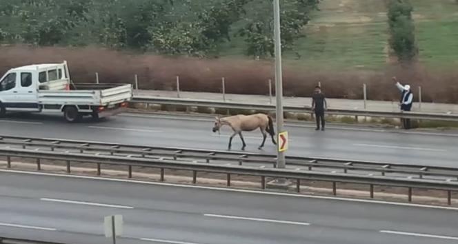 Bursa'da başı boş at dehşet saçtı, o anlar güvenlik kamerasına yansıdı