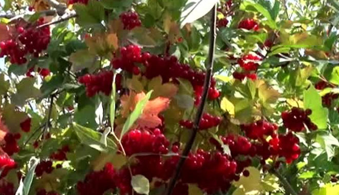 GİLABURU ŞEKER,TANSİYON ve BÖBREK HASTALARININ SANKİ DOĞAL İLACI