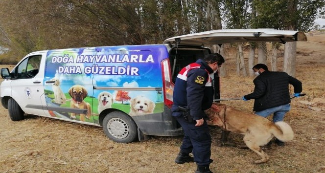 YOZGAT’TA BAHİSLE KÖPEK DÖVÜŞTÜREN 8 KİŞİYE GÖZALTI
