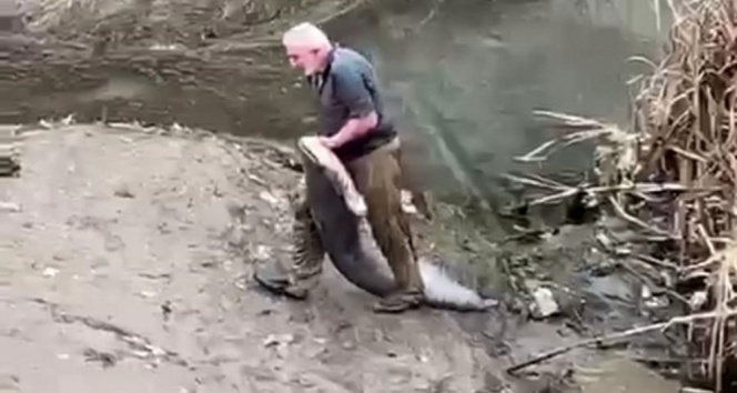 Yeşilırmak’ta boyu kadar balığı böyle yakaladı