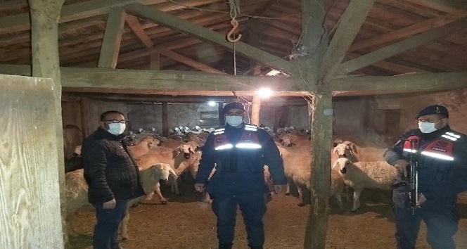 YERKÖYDE KAYBOLAN KOYUNLARI JANDARMA EKİPLERİ BULDU