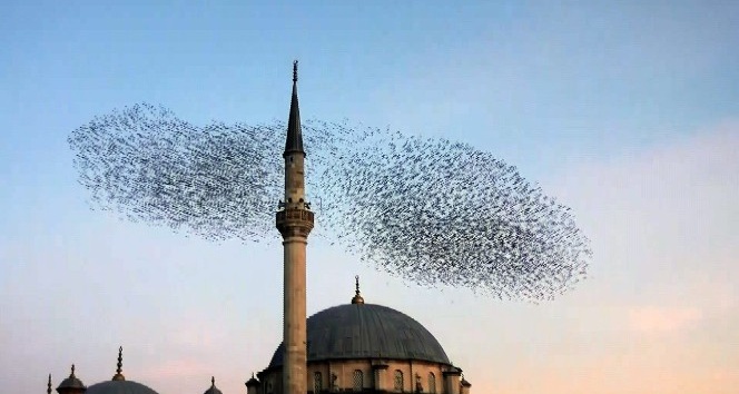 SIĞIRCIK KUŞLARININ HAYRANLIKLA İZLENEN GÖRSEL ŞÖLENİ