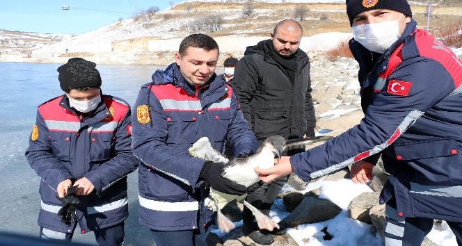 DONMAKTA OLAN DALGIÇ KUŞUNUN İMDADINA İTFAİYECİLER YETİŞTİ