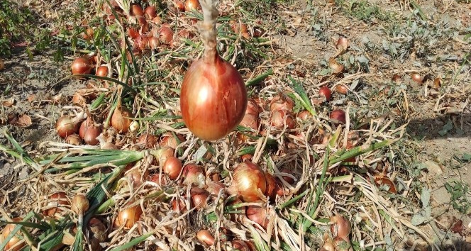 YOZGAT'TA KURU SOĞAN TARLADA 60 KURUŞ,MARKETTE 3 TL.