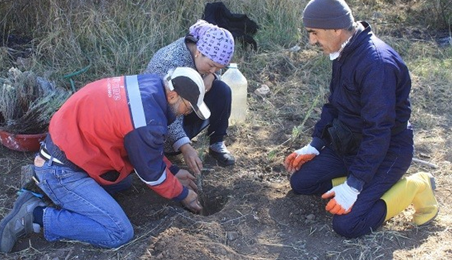 YOZGAT’IN SORGUN ve ŞEFAATLI YÖRELERİNDE LAVANTA DİKİMİ 