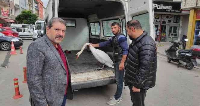 YERKÖY BELEDİYESİ’NDEN YOZGAT BELEDİYESİ’NE KUĞU TRANSFERİ