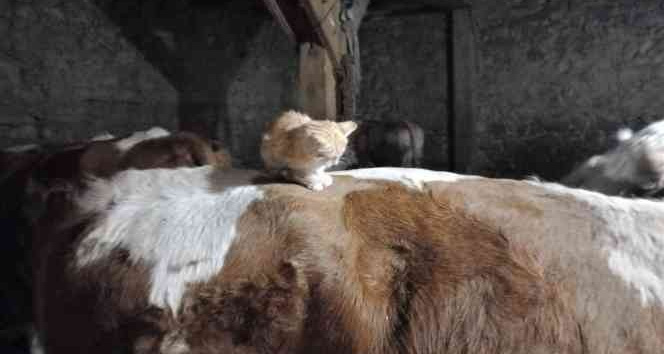 YAVRU KEDİ,UYUMAK İÇİN İNEĞİN SICAK SIRTINI TERCİH EDİYOR