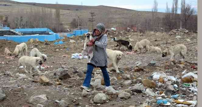 YOZGATTAKİ 250 BAŞIBOŞ SOKAK KÖPEĞİ SANKİ ONLARA EMANET