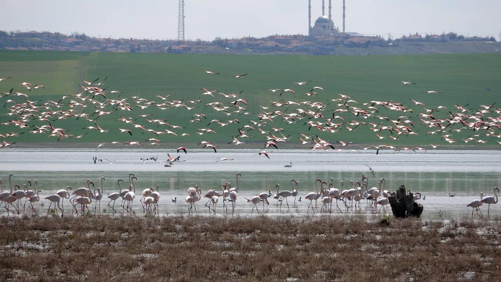 ESENLİ’DE FLAMİNGO, PELİKAN VE KARABATAKLARIN  İLKBAHAR GÖRSELİ