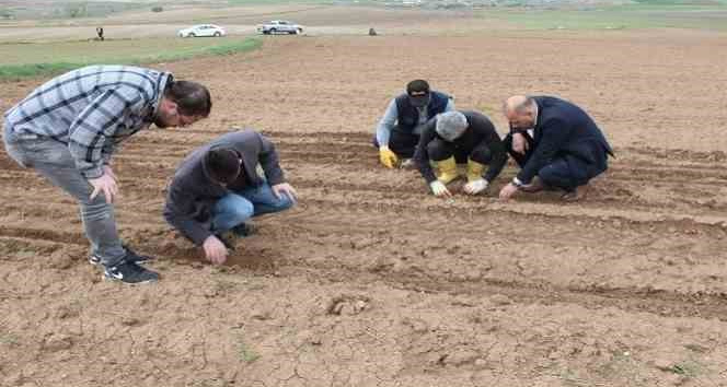 HİBE DESTEKLİ YAĞLIK AYÇİÇEĞİ TOHUMLARI TOPRAKLA BULUŞTU