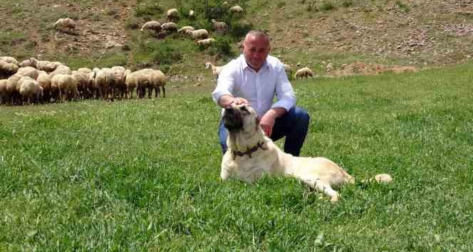 AVRUPADAN GELİP KÜÇÜKBAŞ HAYVAN YETİŞTİRİCİLİĞİNE BAŞLADI